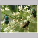 Calliphoridae sp - Schmeissfliegen 03.jpg